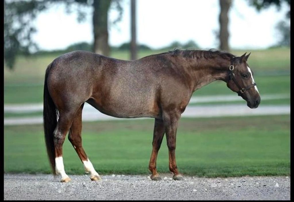 Performance Horses Bald Peak Equine